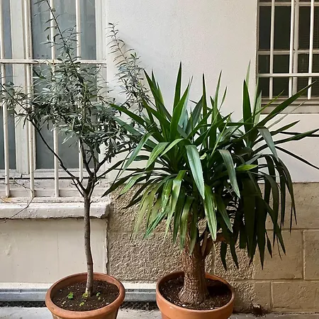 Apartment Buffon